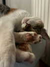 cata.leyah Altpins Profile Picture