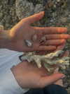 taratornquist Altpins Profile Picture