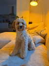 sophiecharlotth Altpins Profile Picture