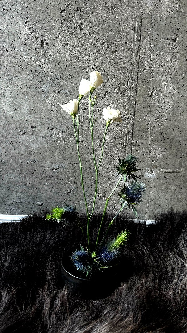 vvelum_ archive image
