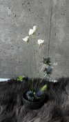 vvelum_ Altpins Profile Picture