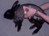 kittenfangsxx Altpins Profile Picture