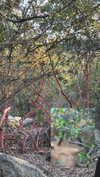 mily8s Altpins Profile Picture