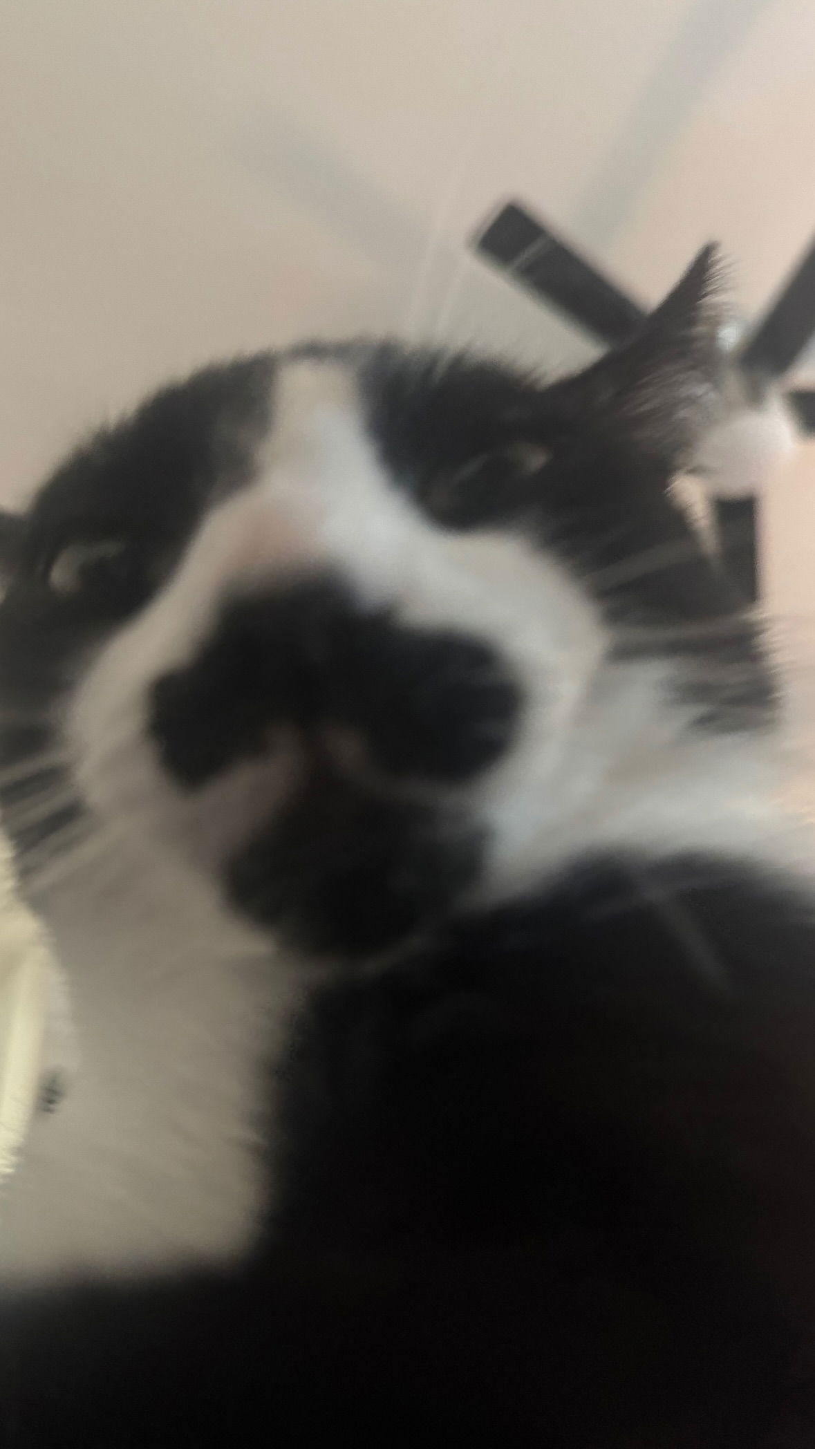 dracuina instagram image archive image