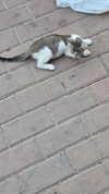 avital_1010.2003 Altpins Profile Picture