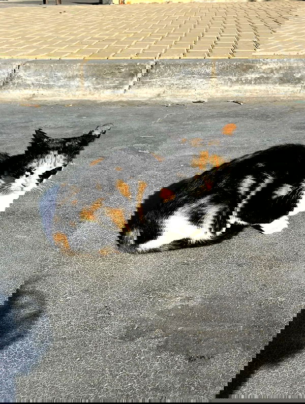 kitty.elliss kitty.elliss archive image