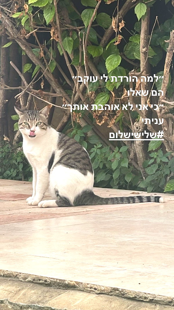 liliashaked instagram image archive image