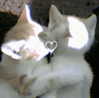 ynnu1sa Altpins Profile Picture