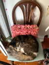 teakitten_ Altpins Profile Picture