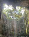 maori_cohen Altpins Profile Picture