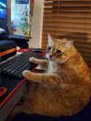 milkiwifey Altpins Profile Picture