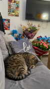 shanidahan7 Altpins Profile Picture