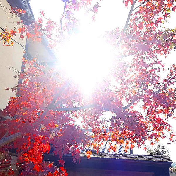 muze instagram image archive image