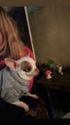 babynympho_archive Altpins Profile Picture