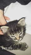 evasela__ Altpins Profile Picture