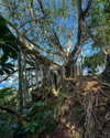 rouxroux.tv Altpins Profile Picture