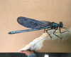 michal_cohen017 Altpins Profile Picture