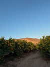 solzarubin_ Altpins Profile Picture