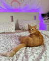 owlydiaa Altpins Profile Picture