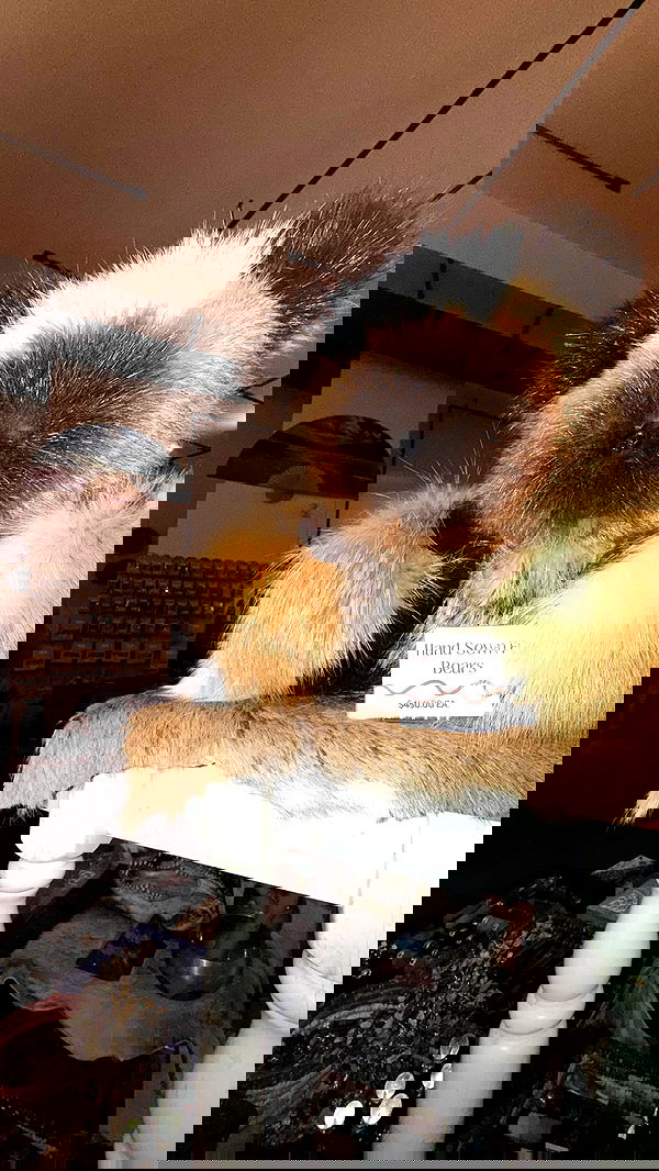 zommmbri zommmbri archive image