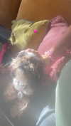 babynympho_archive Altpins Profile Picture