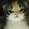 catl0verr69 Altpins Profile Picture