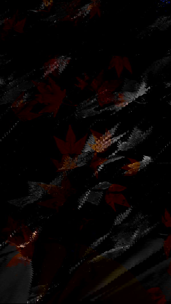 laluzone laluzone archive image