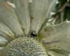 petite.carrot Altpins Profile Picture