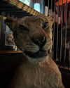 777pb_ Altpins Profile Picture