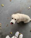 gisellelee8 Altpins Profile Picture