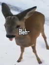 milkibunshehe Altpins Profile Picture