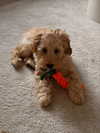 sophiecharlotth Altpins Profile Picture