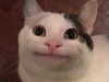 berraclkn Altpins Profile Picture