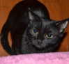 milena_milachich Altpins Profile Picture