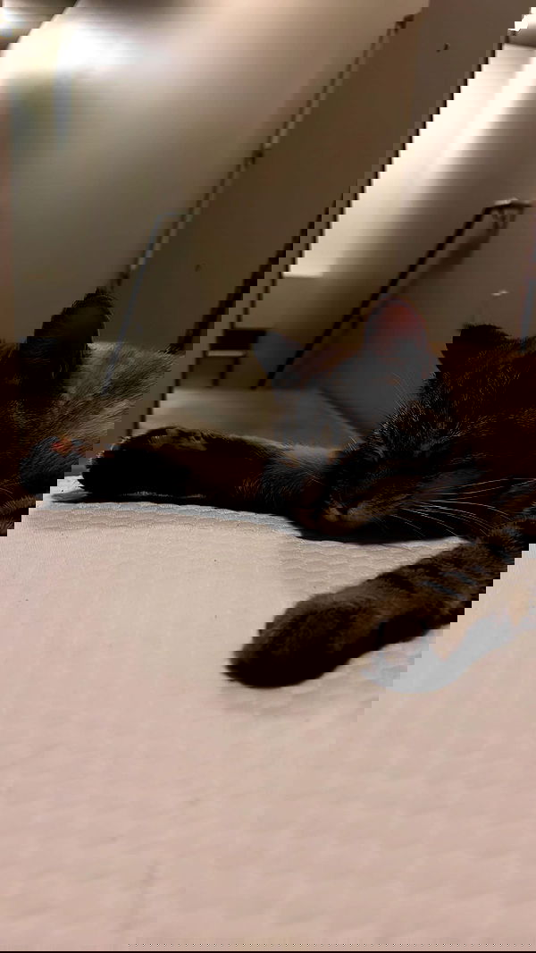 suikomuu suikomuu archive image