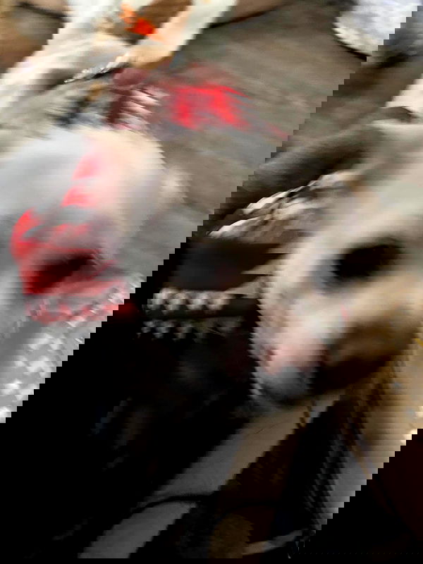 _animechika_ _animechika_ archive image