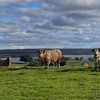 _broock_ Altpins Profile Picture