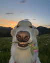 rouxroux.tv Altpins Profile Picture