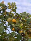 emmaaurora Altpins Profile Picture