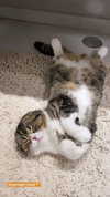 sonia_litvanchuk Altpins Profile Picture