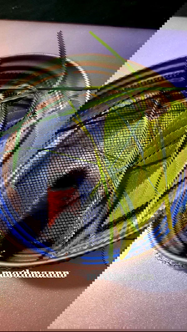 xombunni image ~ Altpins