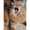 nicolekidman Altpins Profile Picture