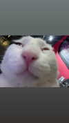 marilyn_damaged Altpins Profile Picture