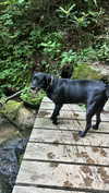 roni_ackerman Altpins Profile Picture