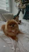 arielgino_ Altpins Profile Picture