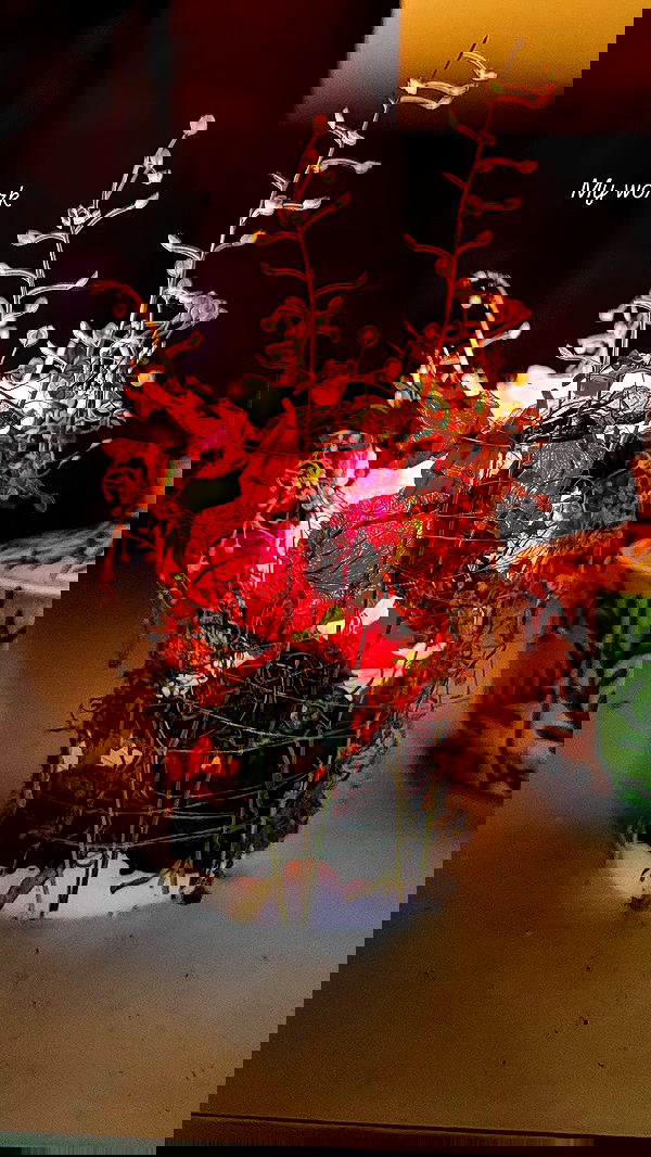 1justsabi 1justsabi archive image