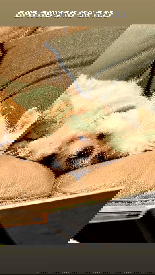 romy_ayalla_lavi romy_ayalla_lavi archive image