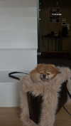 arielgino_ Altpins Profile Picture