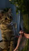 milena_milachich Altpins Profile Picture