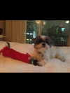 ashleybenson Altpins Profile Picture